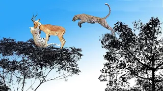 LEOPARD, The Most Agile and Deadly Big Cat | Grant’s Gazelle Take Down Cheetah To Save Her Baby