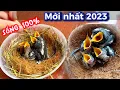 Download Lagu Hướng dẫn chi tiết cách Nuôi chim non \u0026 Nuôi chim chòe than non Hiệu Quả Cao Nhất || Đạt Bird TV