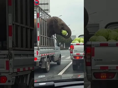 The driver was retaliated against for stopping the elephant from stealing😂