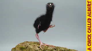 Raising a funny swamphen