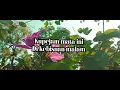 Meriam Bellina - Untuk Sebuah Nama (Official Lyric Video)