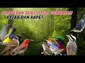 Download Lagu MASTERAN SUARA BURUNG KECIL FULL TEMBAKANA KASAR DAN RAPAT
