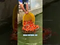Download Lagu Why Koi Fish Swim in Japan’s Street Gutters! 🐟