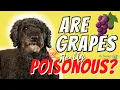 Download Lagu Grape Toxin Conspiracy?
