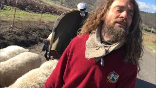 Download Sheep pull the shepherd’s wagon to next farm! MP3