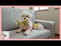 Download Lagu 옆집에 새 이웃이 왔어요..! | 냠냠이의 육아일기 5편