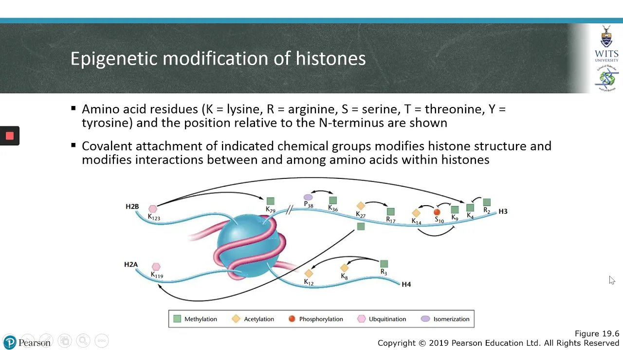 Chromatin Remodelling
