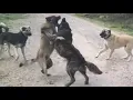 First encounter and confrontation with others Kangal dog nine months old