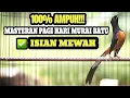 Lagu MASTERAN MURAI BATU TEMBAKAN MEWAH FULL ISIAN MERANGSANG MURAI BATU AGAR BONGKAR ISIAN