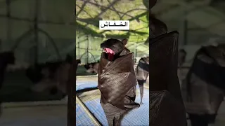 الخفاش  لا يحب النور سبحان الله دندنها
