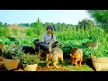 Download Lagu Harvest Chrysanthemums After 30 Days Of Planting To Sell At The Market, Cook,Take Care Of The Garden