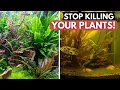 Download Lagu 3 simple tips for LUSH aquarium plants