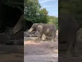 Download Lagu 🐢🐘🐠🦩Animals Enjoying a Sunny Day🌞|Duisburg #zoo #animals #duisburg #travel #germany #zoolife