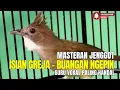 MASTERAN HANDAL!! Cucak jenggot ISIAN GEREJA Buangan NGEPIK MBESET Panjang