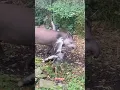 Download Lagu #tapir#animals#wildlife#nature#zoo#cute#wildlifephotography#animalvideo#exoticanimals #Artis #zoo