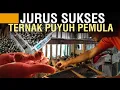 Download Lagu CARA BETERNAK PUYUH UNTUK PEMULA AGAR TIDAK GAGAL