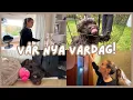 Download Lagu HUNDEN CHARLIE och måla den gröna hallen. (Eng Sub)