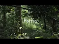 Download Lagu FOREST IN INDONESIA FOOTAGE 1080HD  [[ YOU CAN USE MY FOOTAGE ]] [[CEK LICENSE IN DESCRIPSTIONS ]]