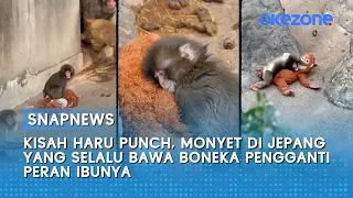 kisah haru punch monyet di jepang yang selalu bawa boneka pengganti peran ibunya