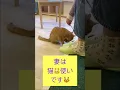 Download Lagu #77 いつもより多めにまわっています㊗️新年🐱🐱🐱 #猫のいる暮らし #猫のいる生活　#猫好きさんと繋がりたい #kitten #gato #猫カフェ ＃保護猫　#kawaii