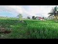 Download Lagu KEINDAHAN LAHAN PAK WARNI SEMAKIN IJO ROYO ROYO 
