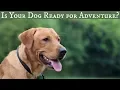 How We Prepare Dogs for High Distraction Environments