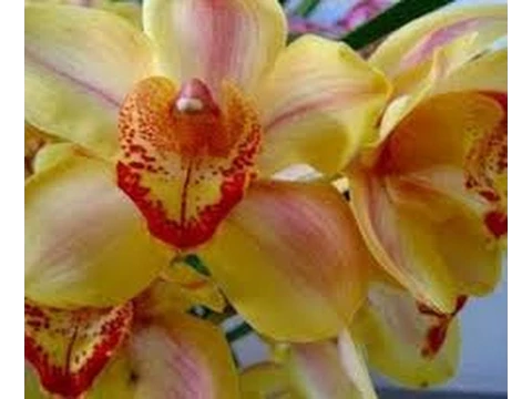 CÓMO CULTIVAR ORCHIDEA CYMBIDIUM TVAGRO POR JUAN GONZALO ANGEL