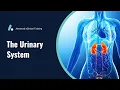 Urinary System - Anatomy Physiology Review