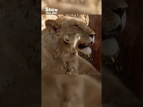 Kenya 2040: The Last Giraffe Just Died
