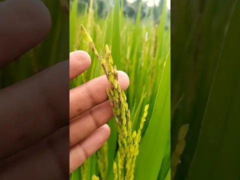 सभी लाल दाना माइट नहीं होता।