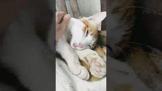 اصحي يا شلبي 