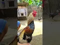 Download Lagu Beli ayam bangkok juara 9x harga 8,5jt #ayam #ayambangkokimport #ayambangkoksuper #ayamjuara