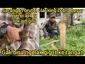 Download Lagu SERANG4N BALIK ULAR KING COBRA BESAR GIGIT4N TEMBUS DI TANGAN ASTAGA RASA NYA
