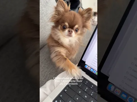 Chihuahuas when your 9 to 5 interrupts their 24/7 attention 😅🆘