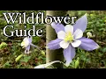 Wildflower guide to the Rocky Mountains - Colorado wildflowers identification