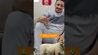 العنوان من أسد إلى حمار  وبالزواج ظهرت القرون     سحر البيان دندنها