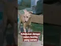 Download Lagu masih ingat suara kucing seram || bikin anjing ketakutan #shorts #shortvideo #anjing