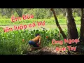 Download Lagu Cá ăn chóng mặt gãy luôn cần xịn. Trúng bầy cá Tra khủng tại Tràm Chim | Săn bắt SÓC TRĂNG |