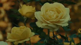 أضفيت على الحسن العبقا   مشاري العفاسي دندنها