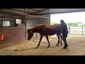 Level 2 Certificate - Horse Agility Challenge