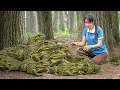 Download Lagu Mãe Solteira Captura Sapo Gigante da Floresta e Leva ao Mercado – Sobrevivência ao Encontrar Cobra