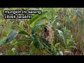 Download Lagu Mencari sisa sisa sarang burung di akhir musim! Hasilnya bikin nangis