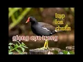 Download Lagu Tiếng chim Trích ré chuẩn nhất hiện nay chuyên lưới và kẹp loa