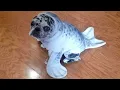 BEST Pet Halloween Costumes 2022