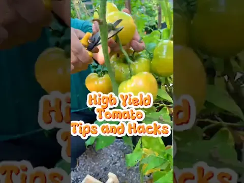 Tomato growing tips for beginners #garden #gardendelight #gardening #farming #tomato #vegetablegard