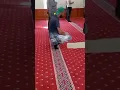 Download Lagu Maulaya sholli wasallim daiman abada nurul musthofa #Allah #Shorts