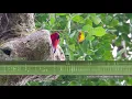 Download Lagu Suara \u0026 Panggilan Burung Beo Eclectus