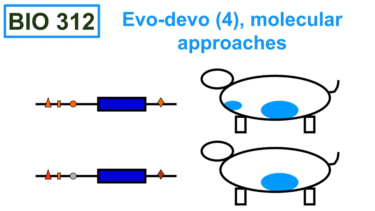 Evo-Devo (4), molecular approaches.