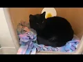 Bitterroot Humane Association no longer accepting kittens cats
