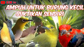 kombinasi suara pikat burung ribut ampuh memikat burung kecil